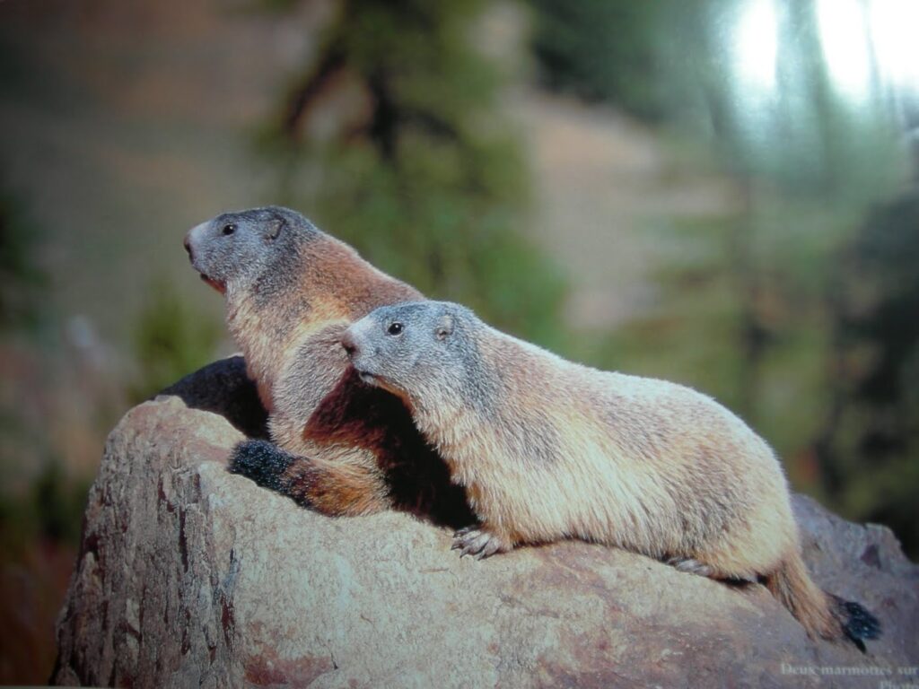 deux marmottes sur une pierre