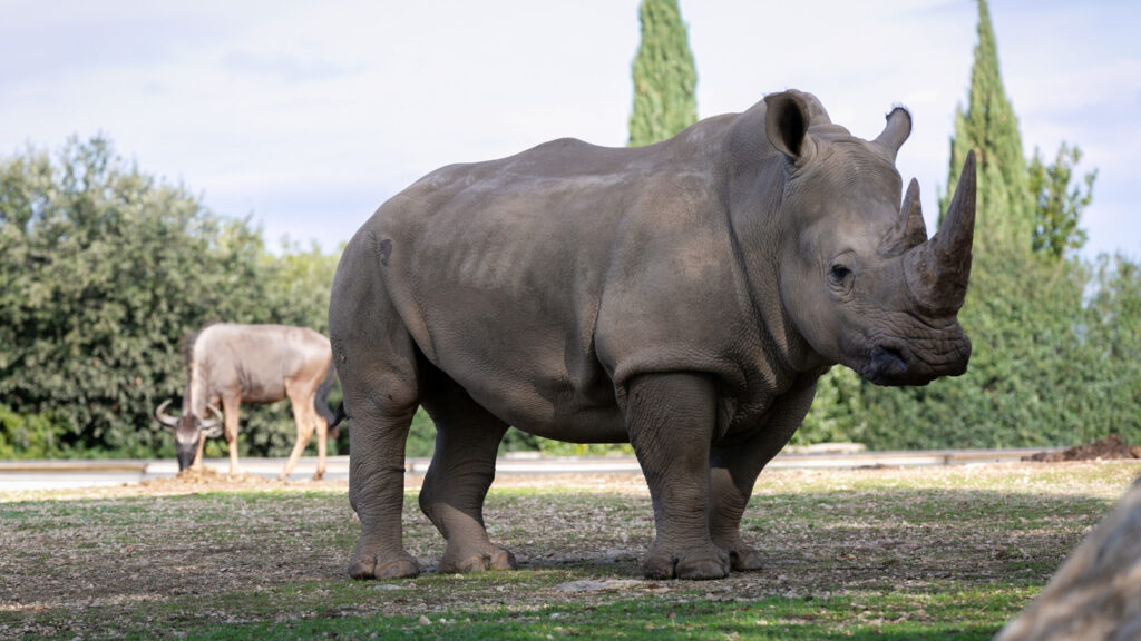 rhinocéroce blanc