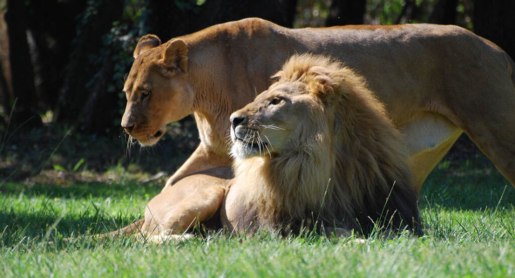 Lion et lionne dans un pré